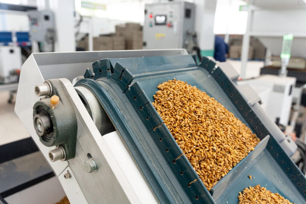 Factory conveyor belt during food processing operation